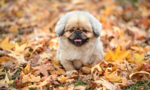 お歳暮を上司に贈る際、何がいいか悩んでいる方へおすすめは？