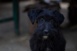 お歳暮と年末年始のギフトの違いは何ですか？