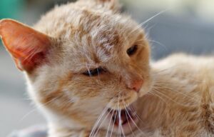 お歳暮で迷惑にならないギフトランキングは？