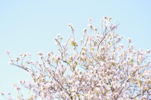 お歳暮のおすすめランキングと選び方の基準は？