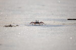 お歳暮に最適なカニ、タラバガニを取引先向けに贈る際のポイントは？
