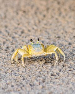 お歳暮に最適なカニ、ズワイガニを会社向けに贈るポイントは？
