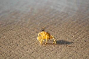お歳暮に最適なカニのランキングは会社向けにどれが人気？