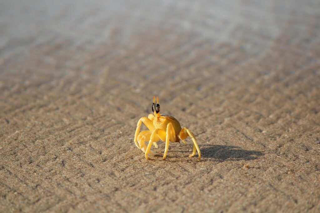 お歳暮に最適なカニギフトは親戚向けにどれが人気？