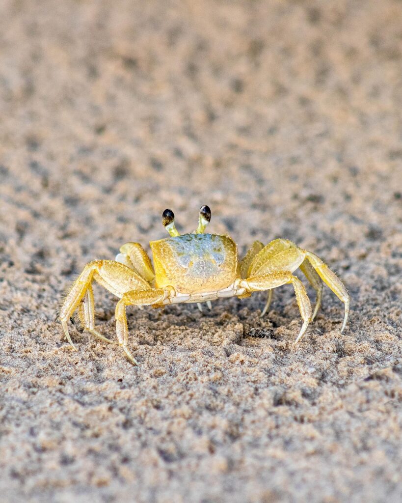 お歳暮に最適なカニランキングは上司向けにどれがおすすめ？